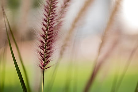 nature, agriculture, grass, blur thumbnail