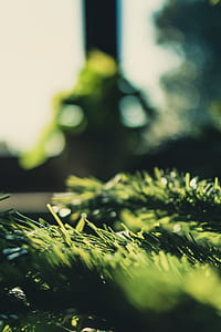 light, blur, tree, green thumbnail