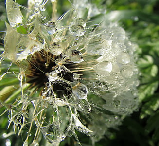 white flowers thumbnail