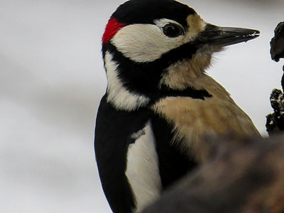 Bird, Woodpecker thumbnail