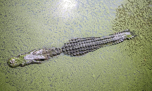 alligator in body of water filled with green moss thumbnail