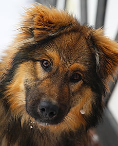 long-coated black and tan puppy thumbnail
