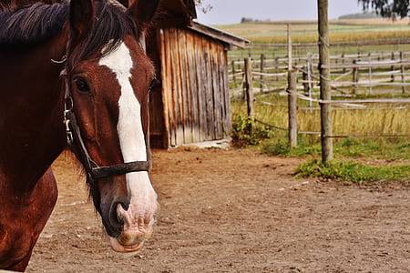brown and white horse near shed thumbnail
