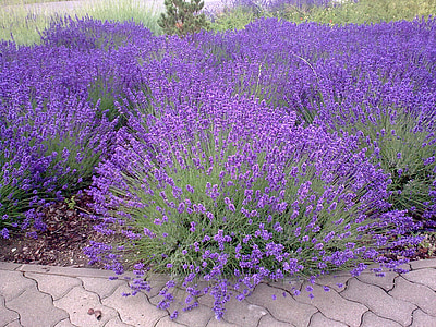 purple petaled flowering plant thumbnail