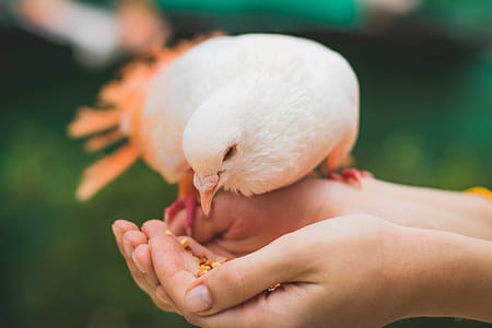 Close Up Photograph Of Person Feeding White Pigeon thumbnail
