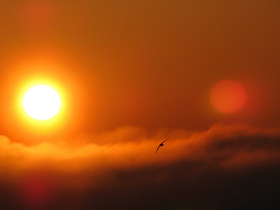 bird silhouette photo thumbnail