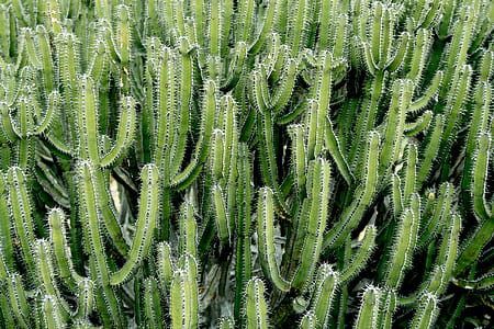 green cactus thumbnail