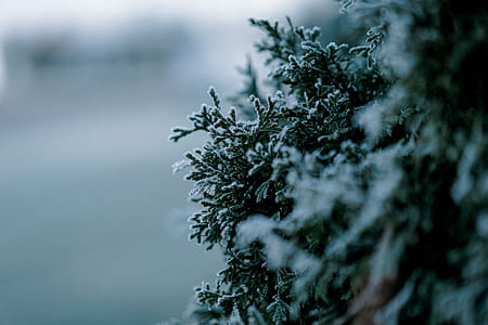 closeup photography of green leaf covered with snow thumbnail