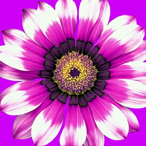 pink and white daisy flower closeup photography thumbnail