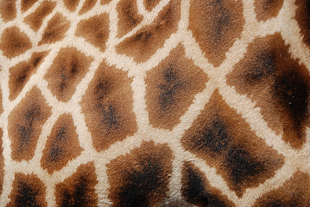 giraffe skin cloth thumbnail