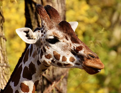 giraffe near tree thumbnail