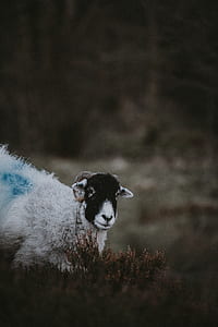white and black sheep lying on the grass thumbnail