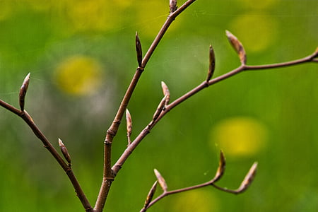 withered tree thumbnail