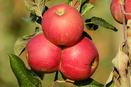 focus photo of red Apple thumbnail
