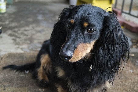 long-coated black and tan dachshund thumbnail