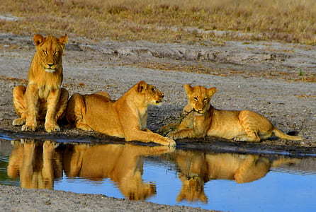 three brown tigers near body of water thumbnail
