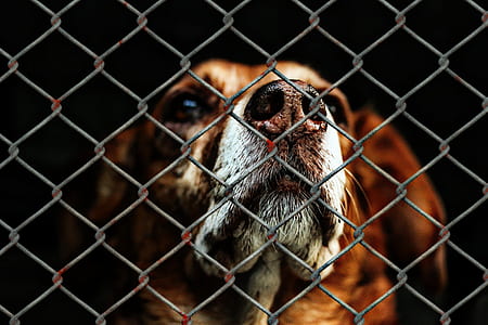 medium short-coated tan dog on focus photo thumbnail