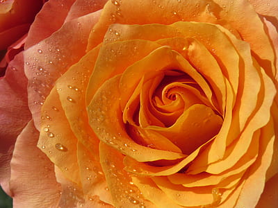 close-up photography of yellow rose thumbnail