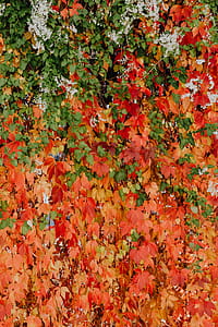 Colorful vines leaves in the park thumbnail
