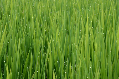 green grasses thumbnail