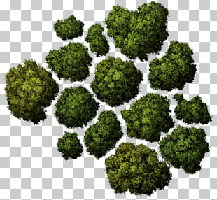 Tree Computer Icons Architecture, Tree Top Tree, grass ornament illustration PNG clipart