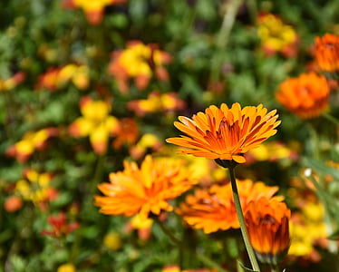 selective focus photo of orange cluster flowers thumbnail