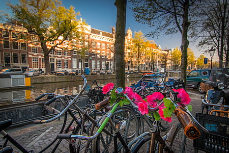 bicycles parked near tree thumbnail
