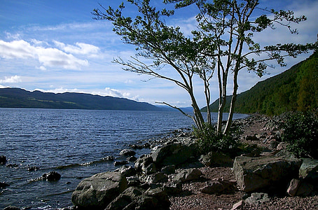 green leafed tree beside body of water thumbnail