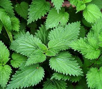 green leafed plants thumbnail