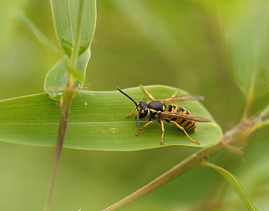 close-up photo of yellow jacket wasp on green leaf thumbnail