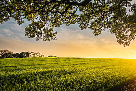 green grass field under blue sky at sunrise thumbnail