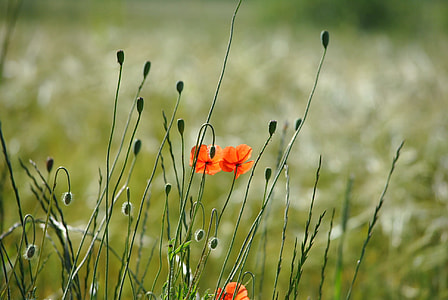 close up photography of orange flower during daytime thumbnail