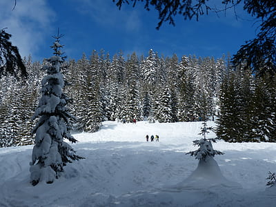 green pine trees coated with snow thumbnail