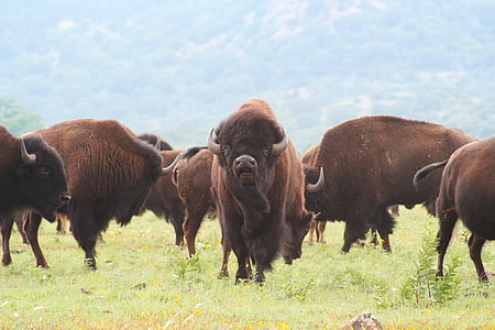herd of brown bisons on lush grass field during daytime thumbnail