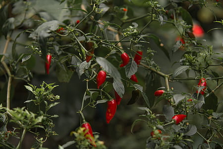 red chili pepper at daytime thumbnail