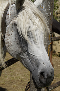 white horse during daytime thumbnail