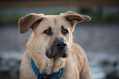 adult orange chinook dog thumbnail