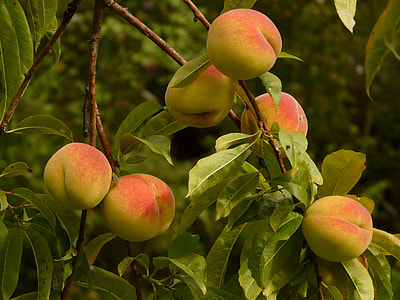 honeycrisp apples thumbnail