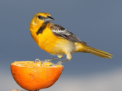 closeup photo of yellow and brown sparrow on sliced orange thumbnail
