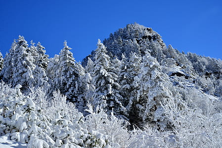 snow covered trees on mountain thumbnail