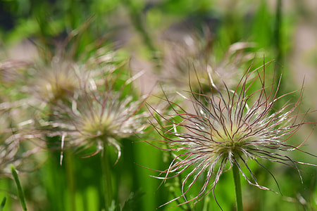 Pasque Flower, Pulsatilla Vulgaris thumbnail