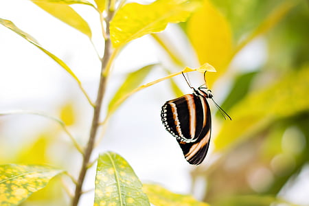 macro photography of black and brown butterfly thumbnail