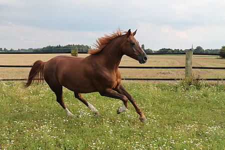 brown horse on green grass field thumbnail