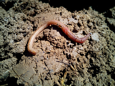 brown worm on ground thumbnail