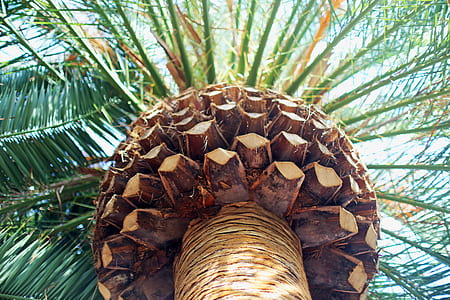 worm's-eye view photography of palm tree thumbnail