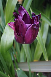 shallow focus photography of purple tulip flower thumbnail