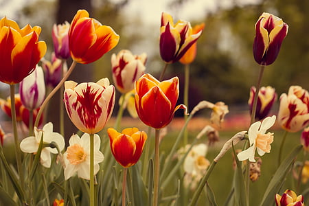 shallow focus photography of tulips thumbnail