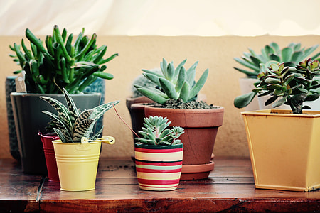 several green potted succulents thumbnail