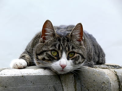 gray tabby cat leaning on concrete barrier thumbnail