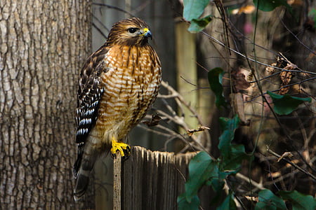 brown bird perching on branch thumbnail